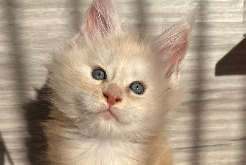 Pier Maine Coon male, red silver