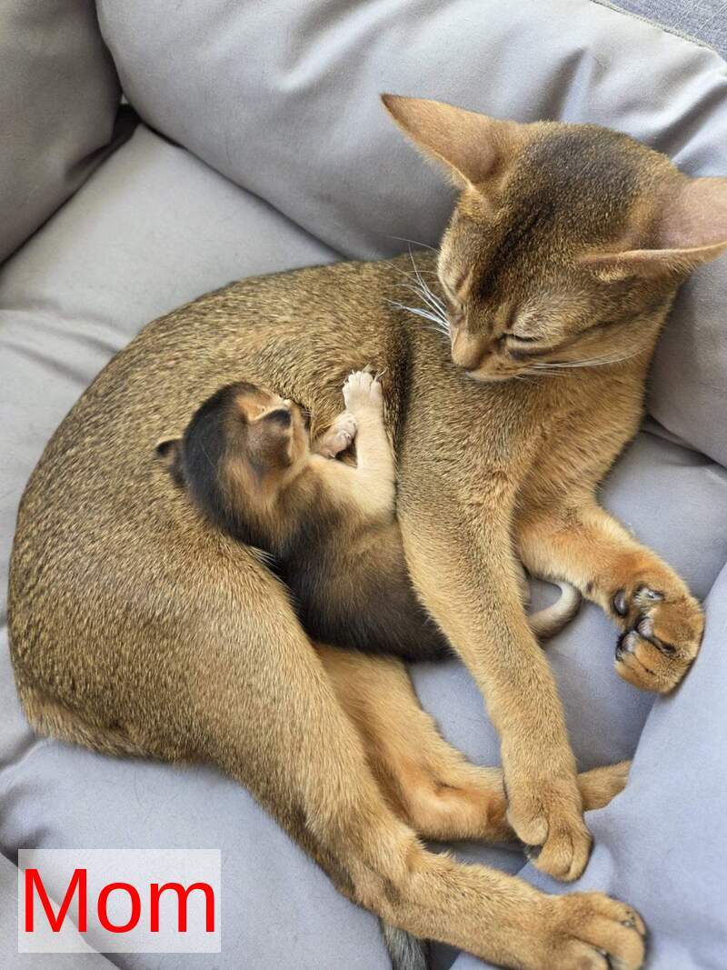 Alf Abyssinian male black - live animals