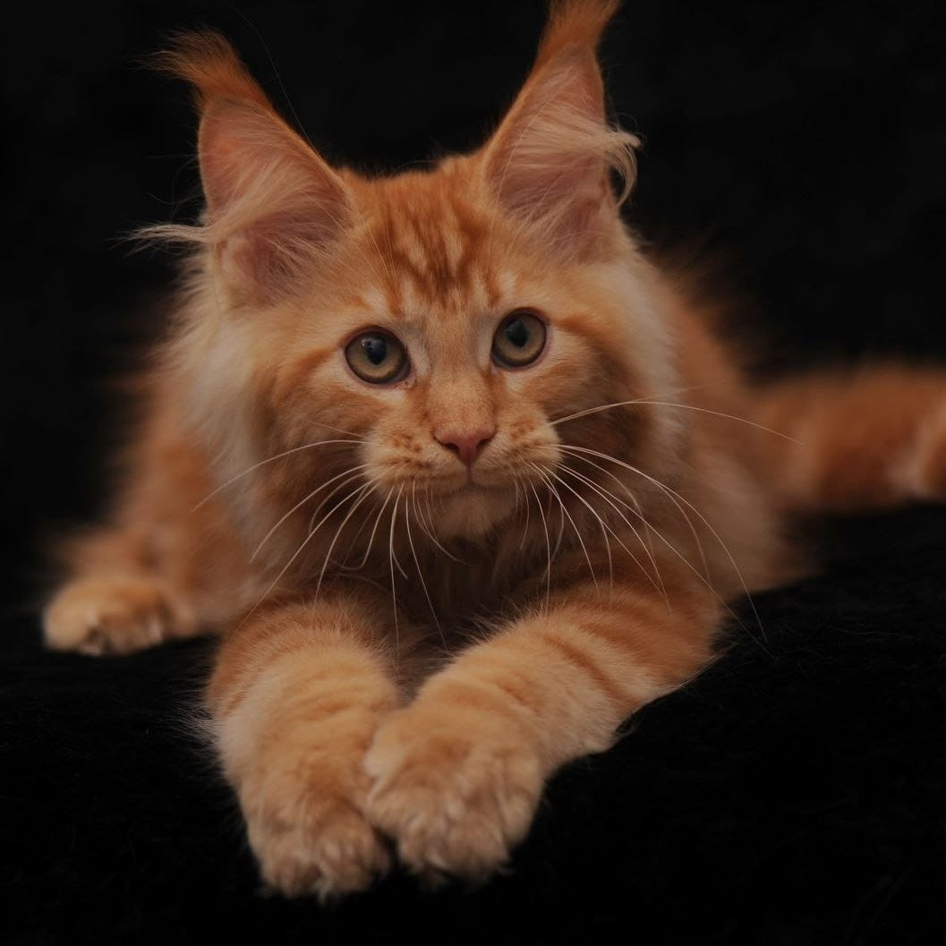 Rеу Maine Coon male, red