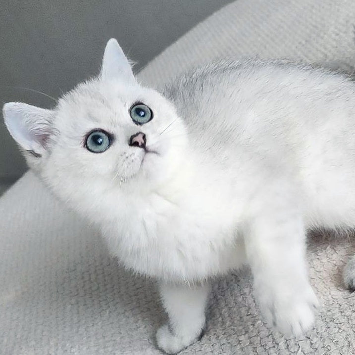 Kardinal British Shorthair male, black silver shaded