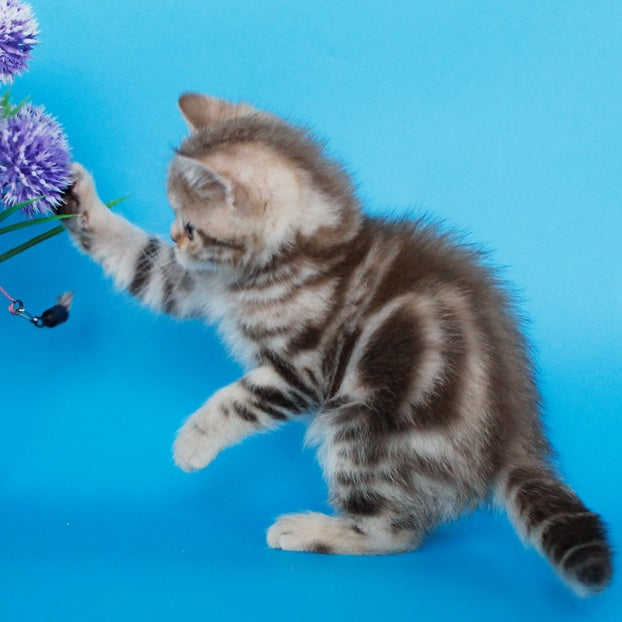 Zikar Scottish Straight male, chocolate silver tabby
