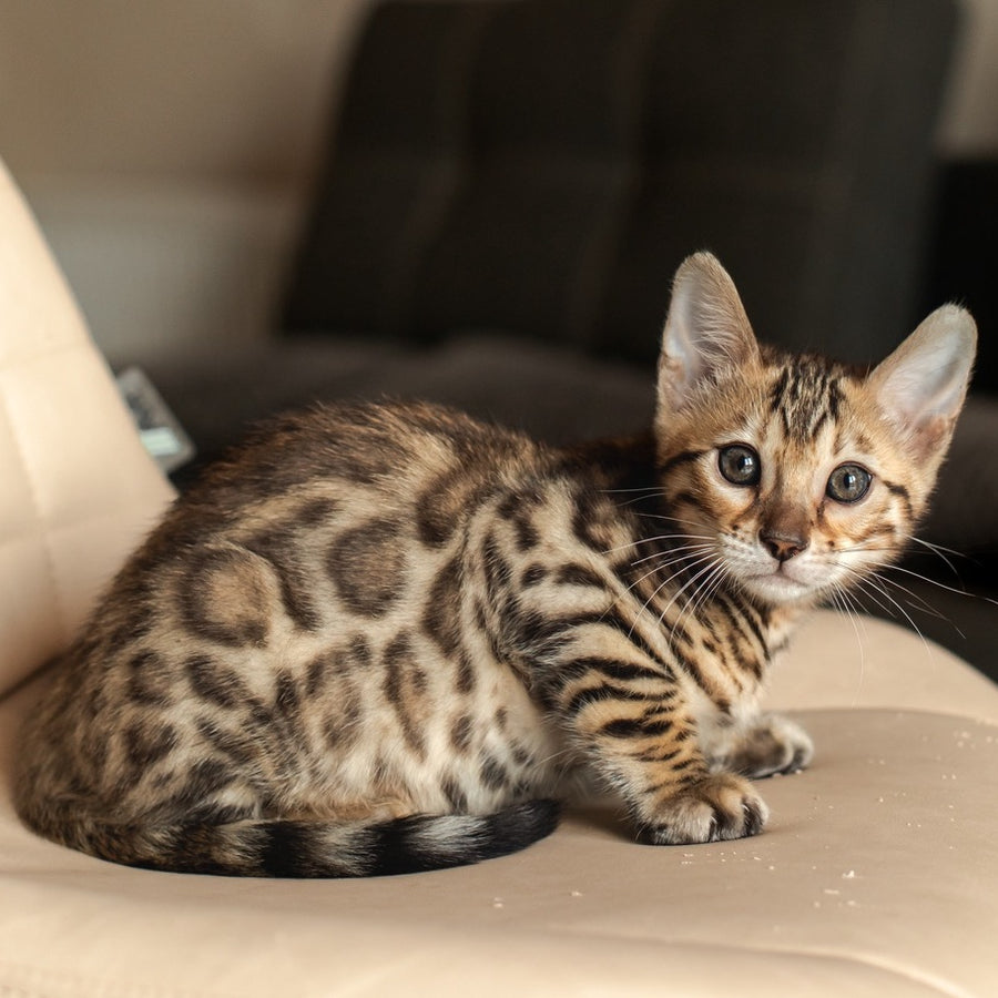 Newton Bengal male, black spotted tabby
