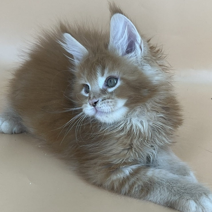 Brahms Maine Coon male, red tabby