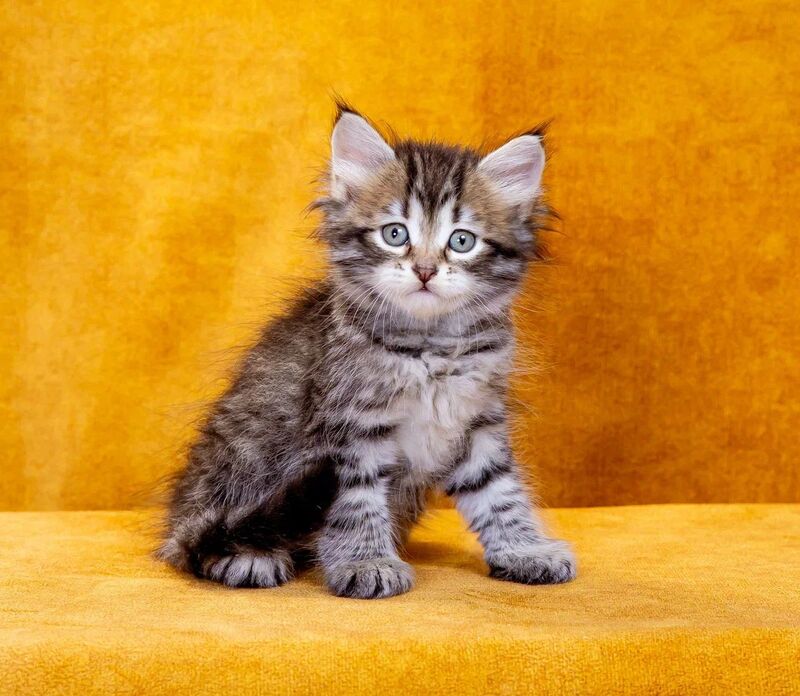 Darvin Siberian male, black spotted tabby