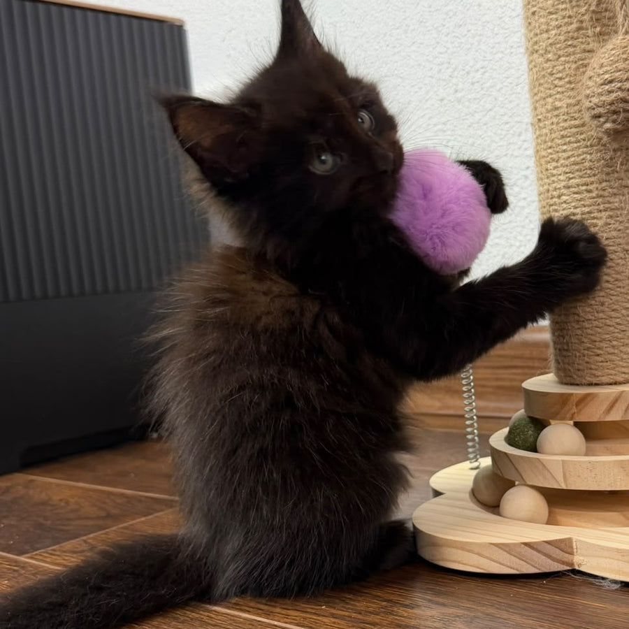 Bagheera Maine Coon female, black with white