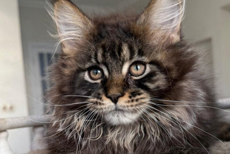 Unicum Maine Coon male, black tabby