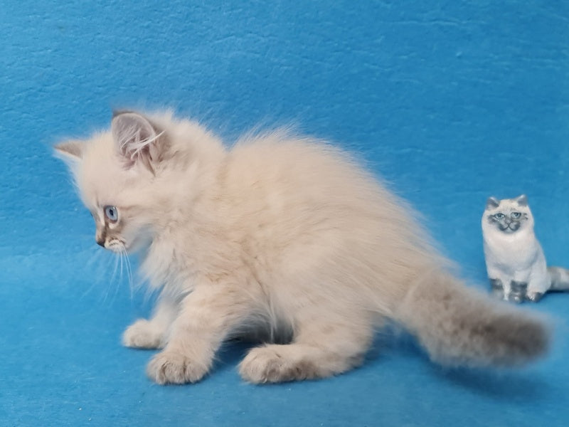 Angel Siberian male blue tabby pointed - live animals