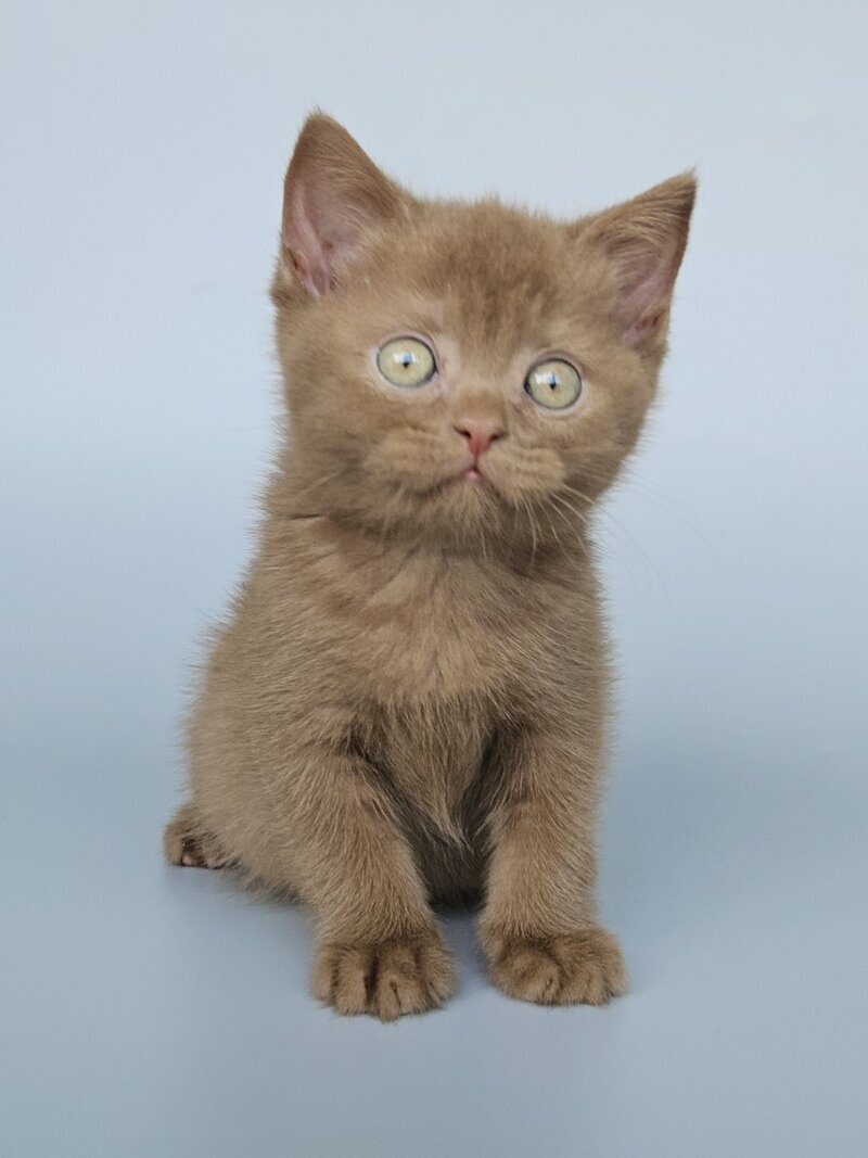 Atlas British Shorthair male, cinnamon