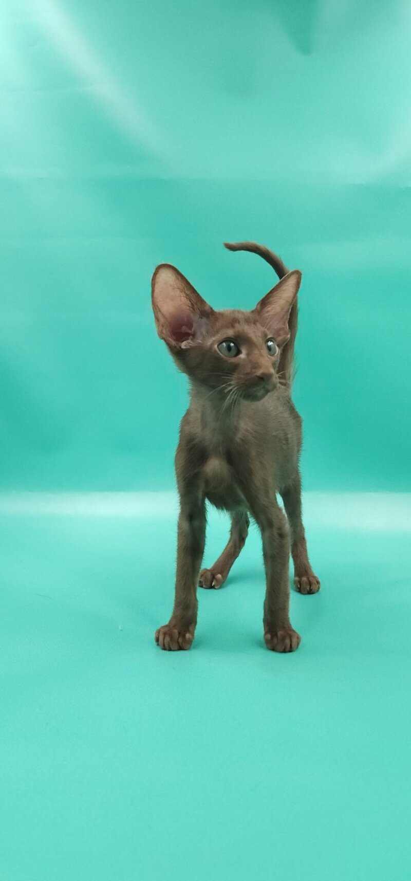 Sansay Oriental Shorthair male, chocolate