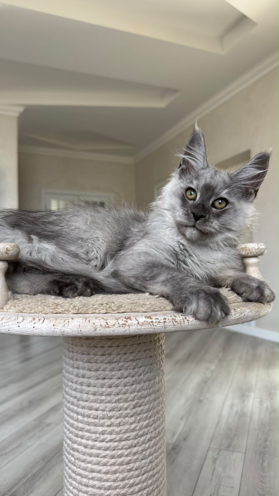Pirat Maine Coon male, black silver