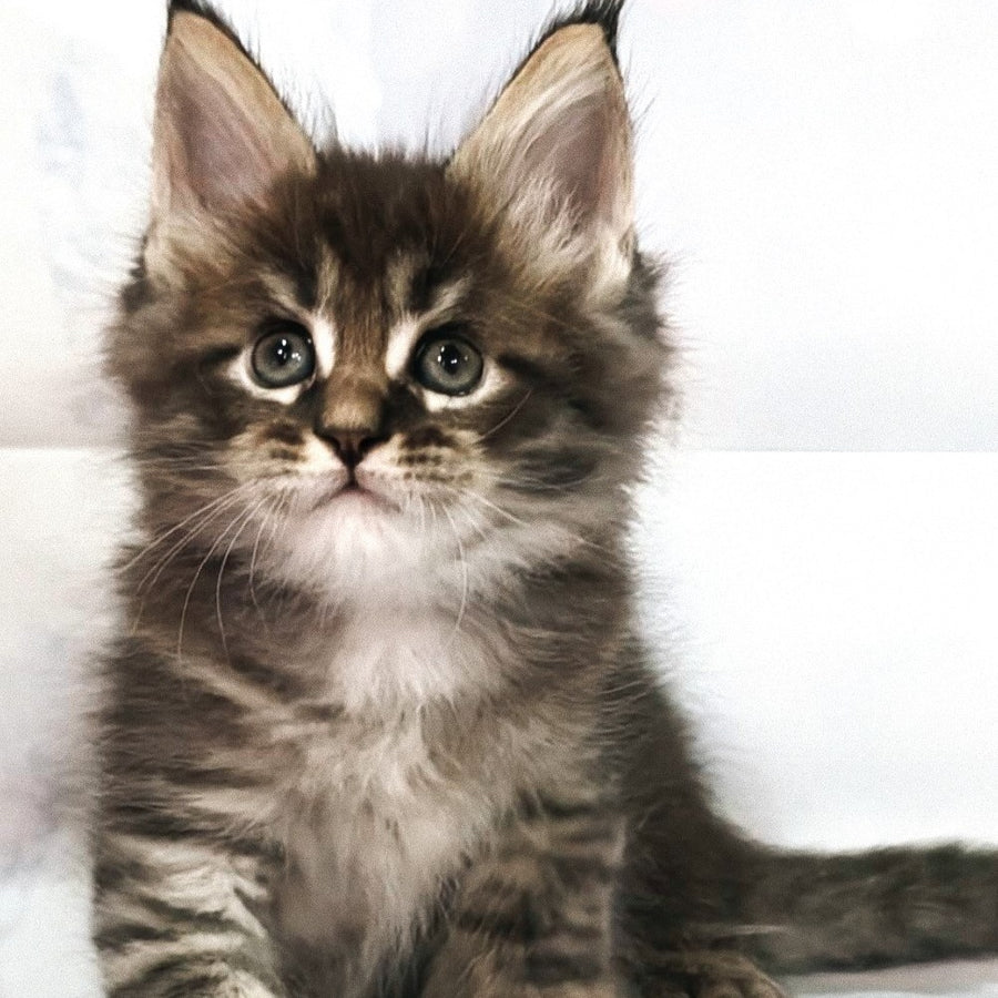 Manhattan Maine Coon polydactyl 6x6x6x6 male, black tabby