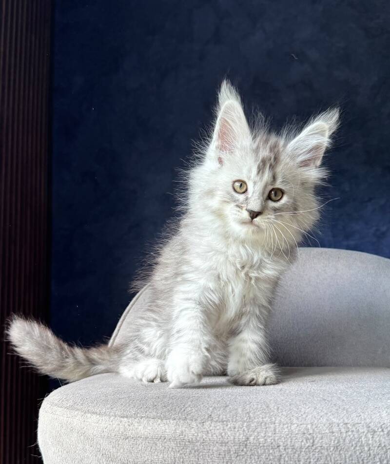 Ingold Maine Coon male, black silver spotted tabby