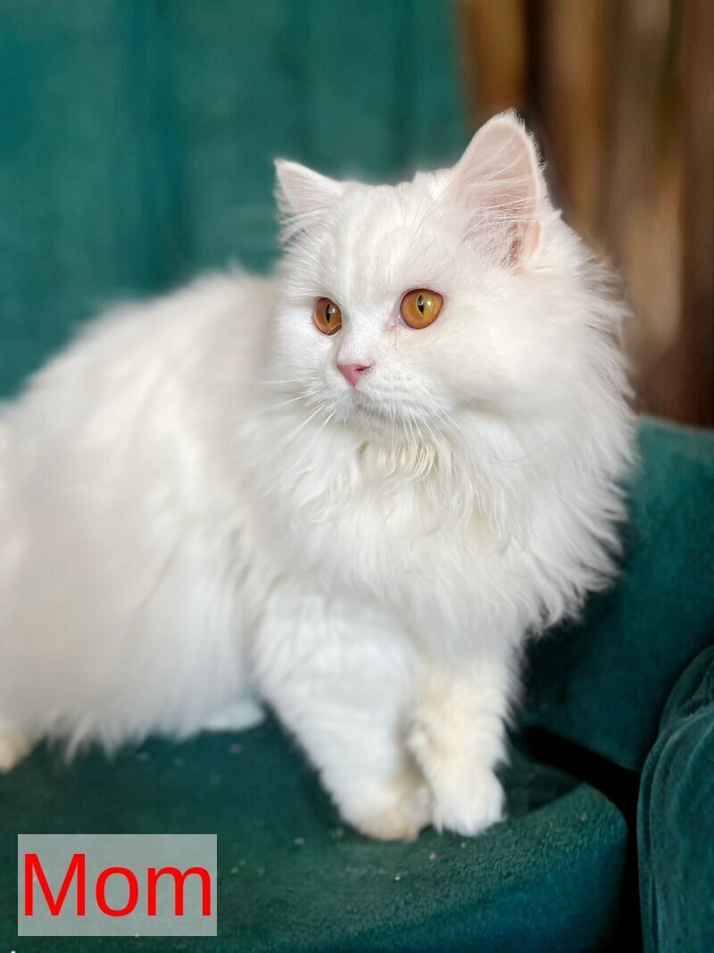 White Crazy Scottish Fold male white live animals