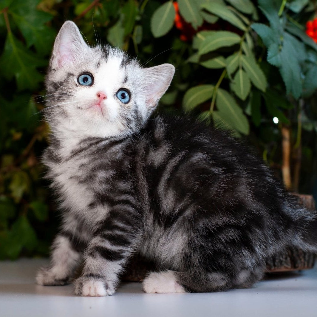 Yarilo British Shorthair male, black silver tabby