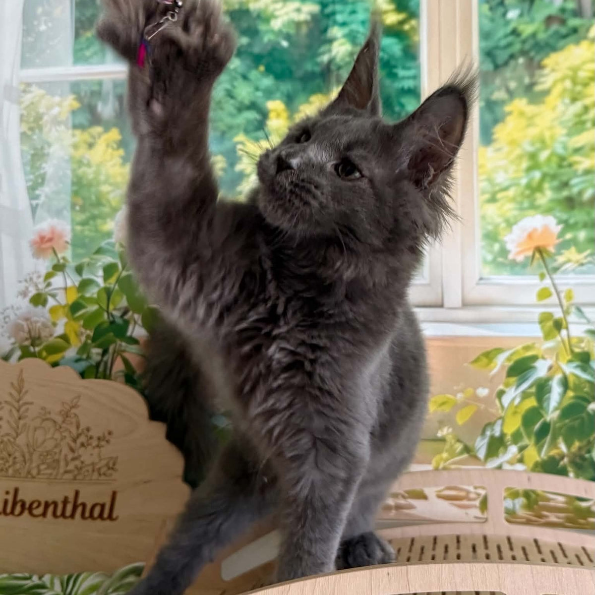 Yeremey Maine Coon polydactyl 6x6x6x6 male, blue
