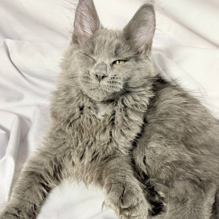 Fablette Maine Coon polydactyl 6x6x6x6 female, blue silver with white