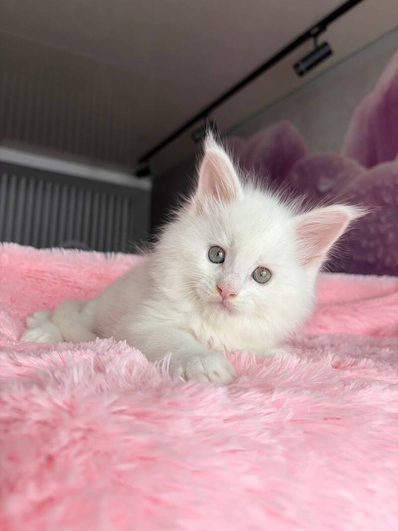 White Angel Maine Coon male white - live animals