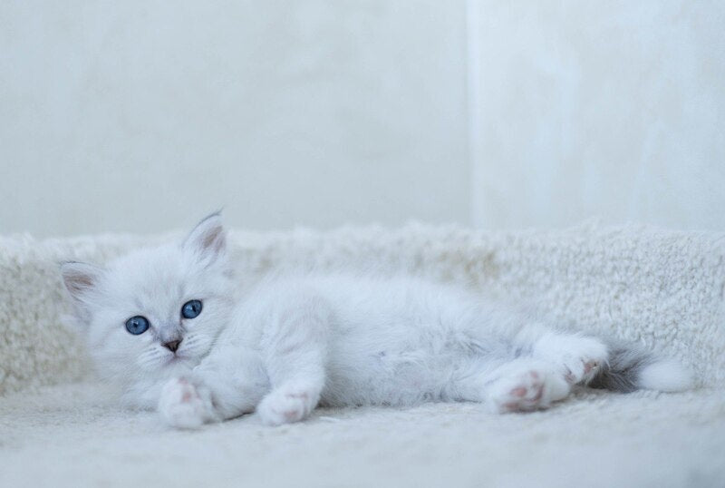 Hurma Siberian female, blue with white tabby pointed