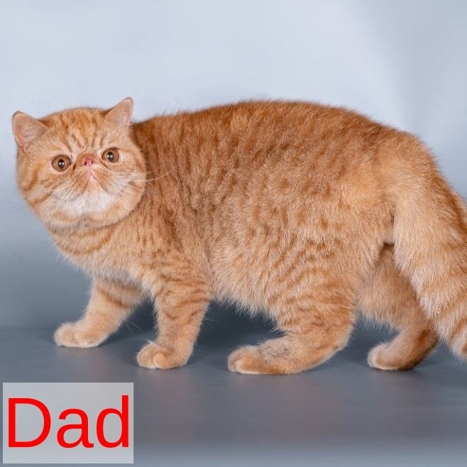 Centaur Exotic male, red tabby