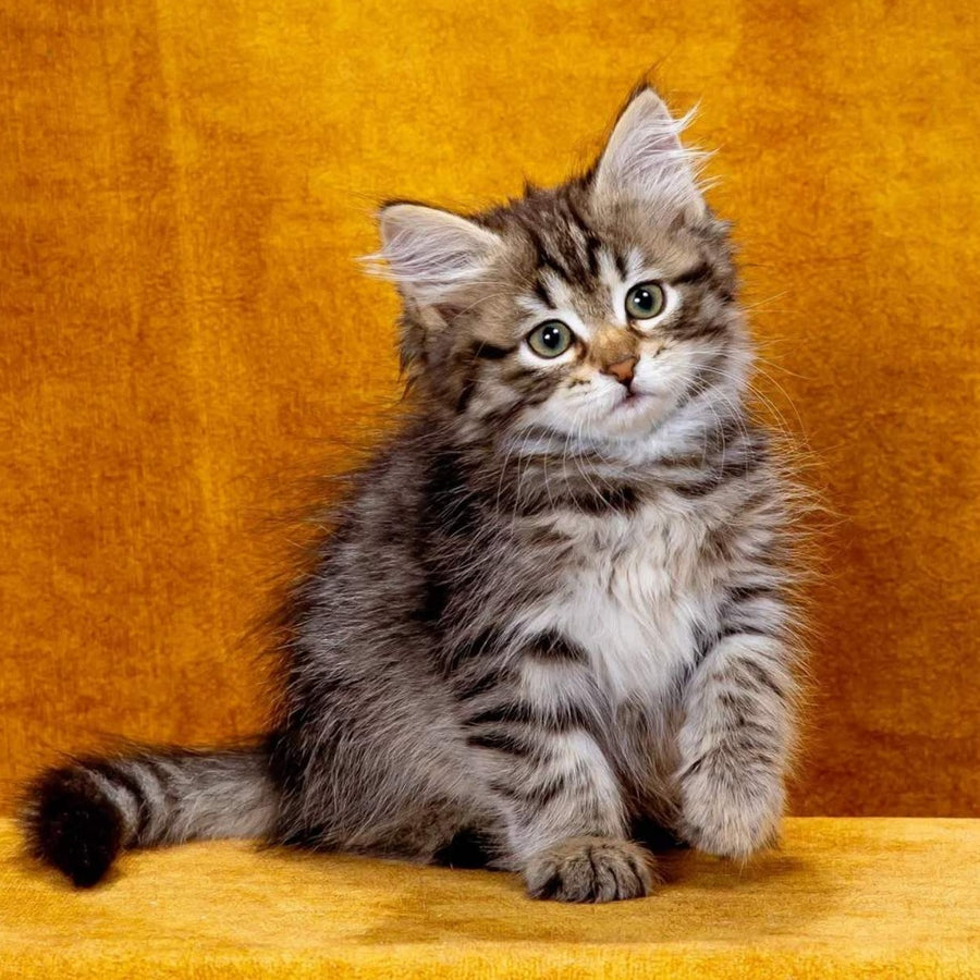 Katya Siberian female, black spotted tabby