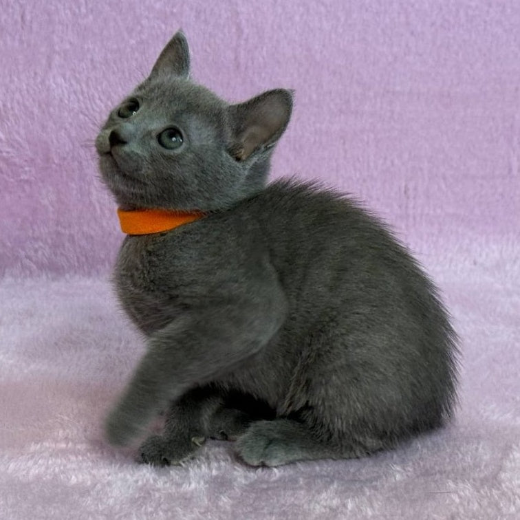 Laffy Russian Blue female, blue