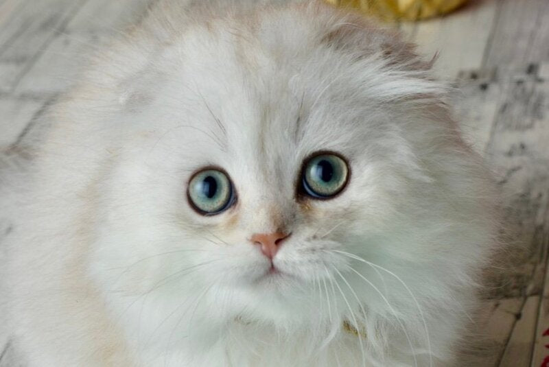 Ronnie Scottish Fold male black silver shaded - live animals