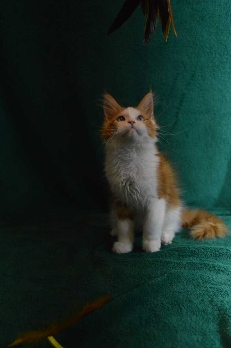 Dacota Maine Coon female, red tabby bicolour