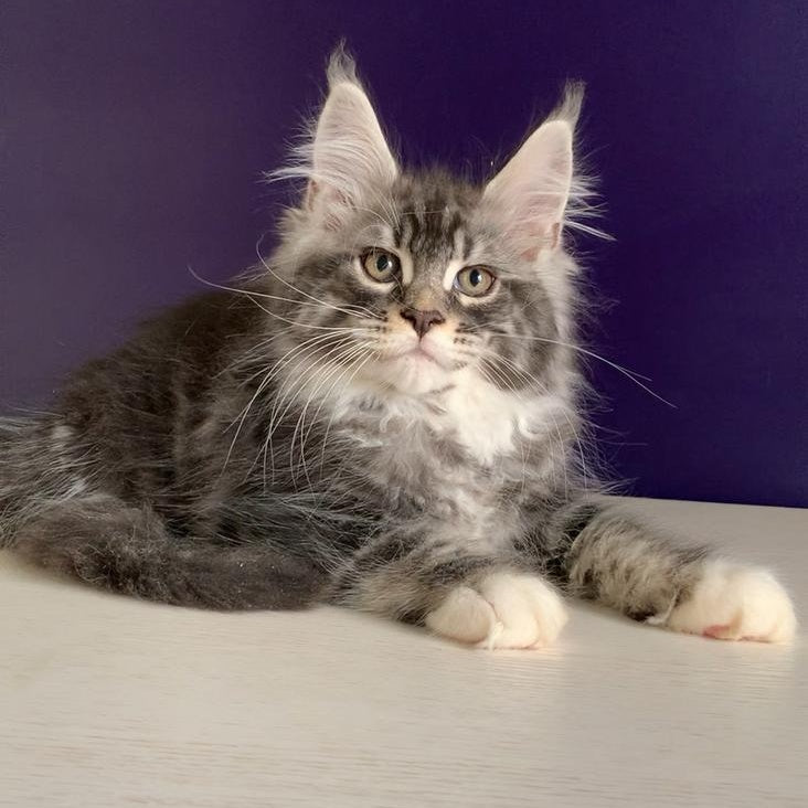Quim Maine Coon male, black silver tabby with white