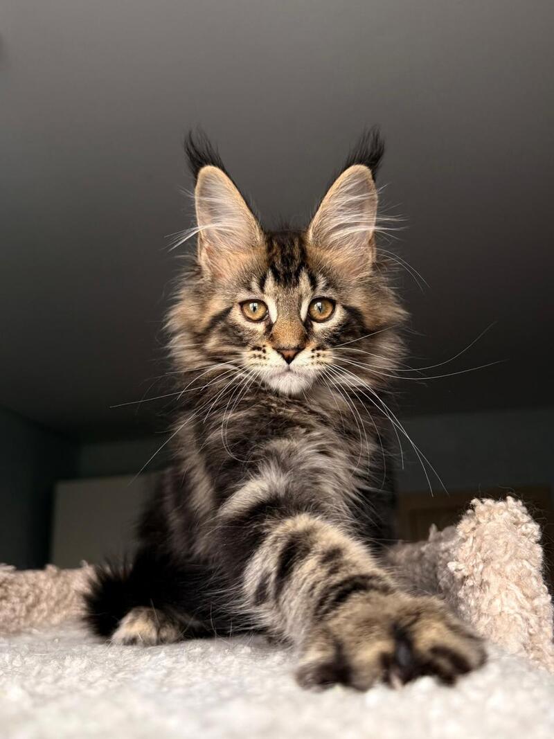 Yrolika Maine Coon female black tabby - live animals