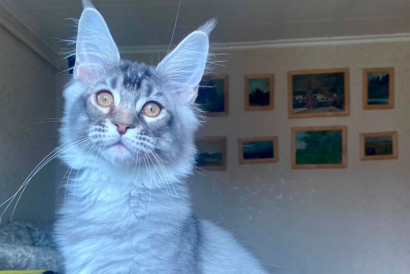 Elizar Maine Coon male, blue silver ticked tabby