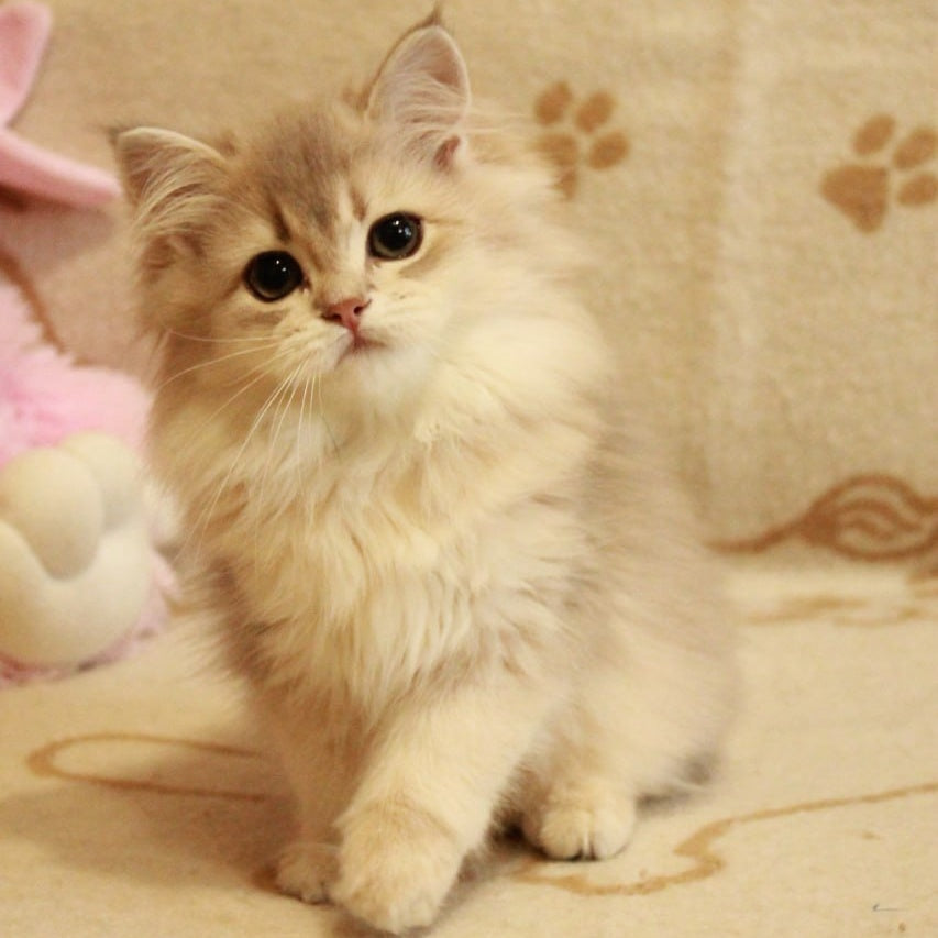 Olivia British Longhair female, blue golden shaded