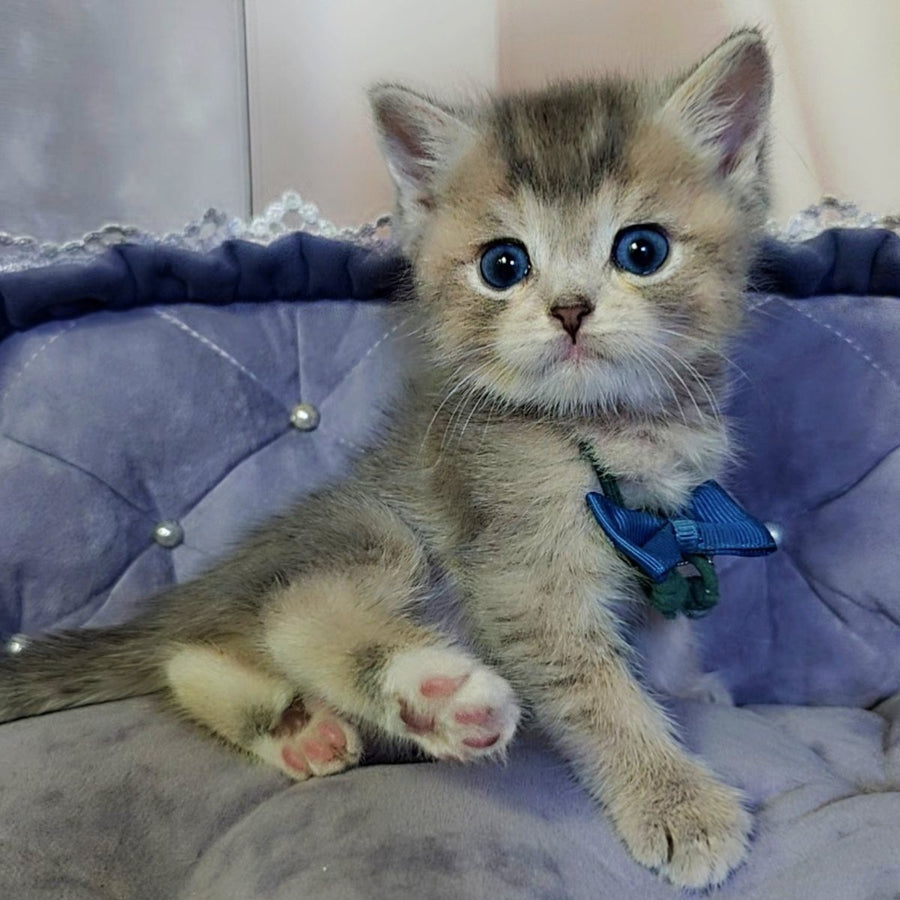 Toffee British Shorthair male, blue golden ticked tabby with white