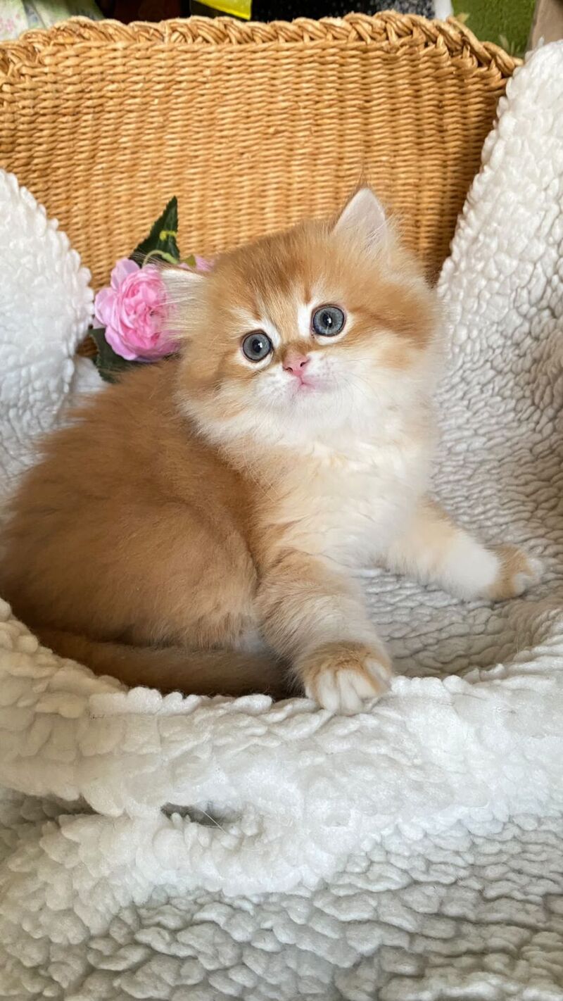 Ulesly British Longhair male, chocolate golden chinchilla
