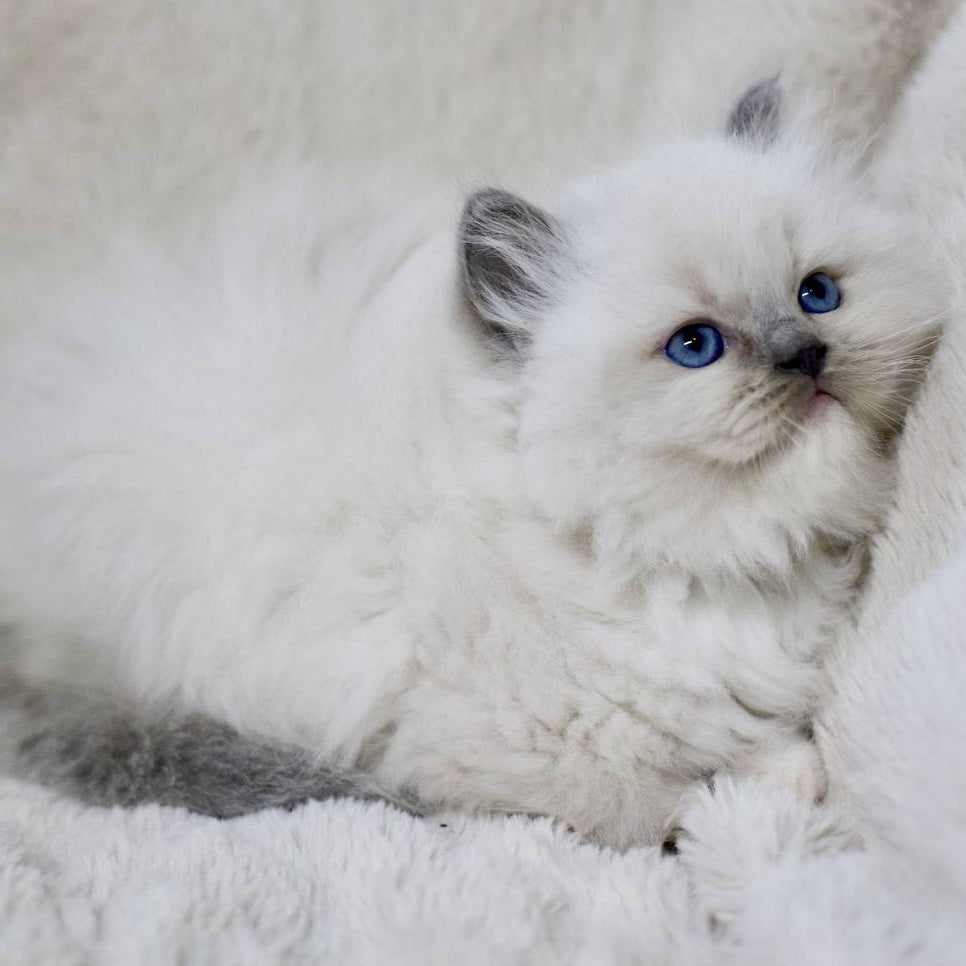 Rolex Ragdoll male, blue mitted