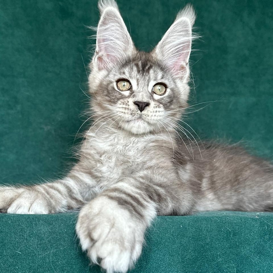 Iney Maine Coon polydactyl 6x6x6x6 male, black silver tabby