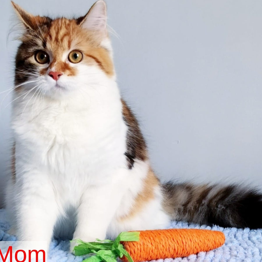 Pyatnyshko Siberian male, red bicolour spotted tabby