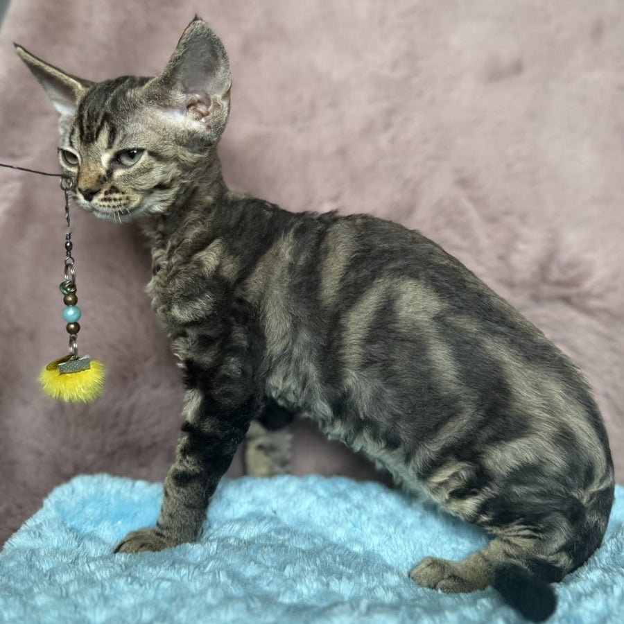 Xanti Devon Rex female, black tabby