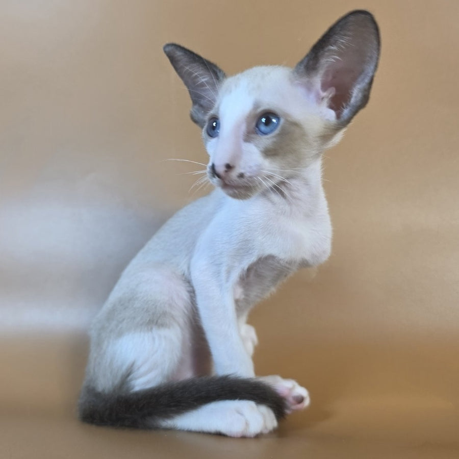 Cheesecake Oriental Shorthair male, black mitted