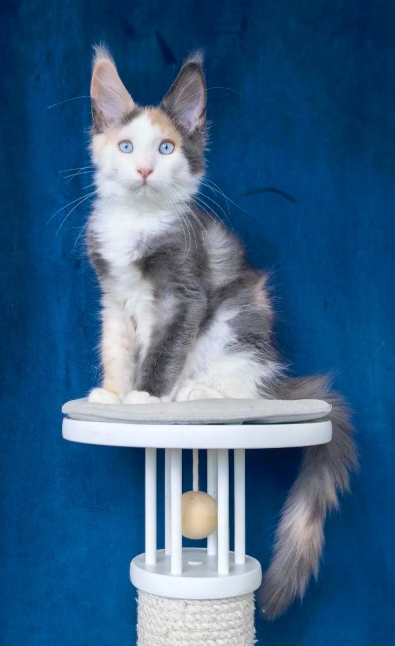 Ledi Dior Maine Coon female, blue tortie silver bicolour