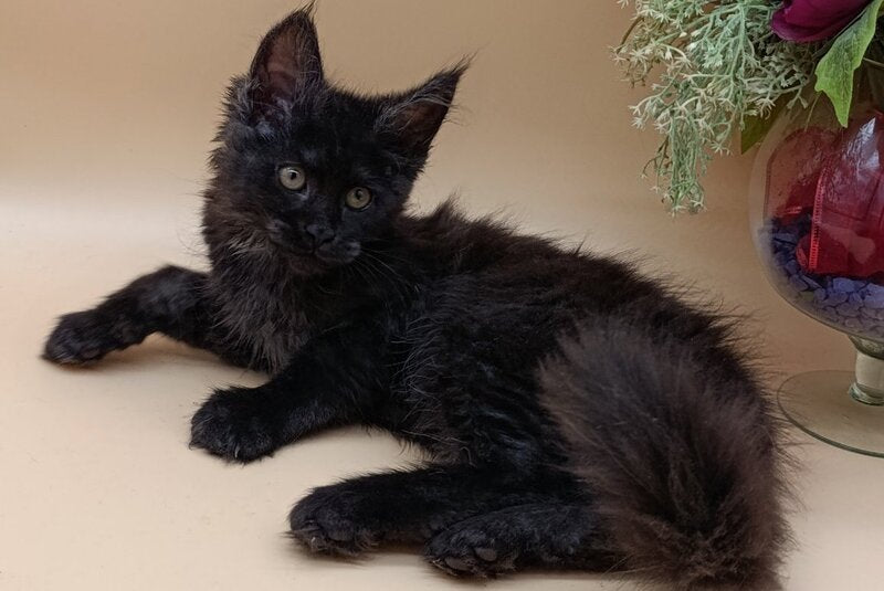 Isabelle Maine Coon female black silver - live animals