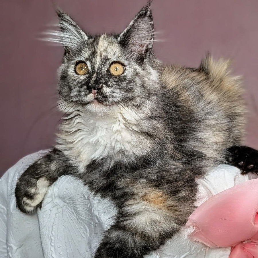 Westalia Maine Coon female, black tortie silver