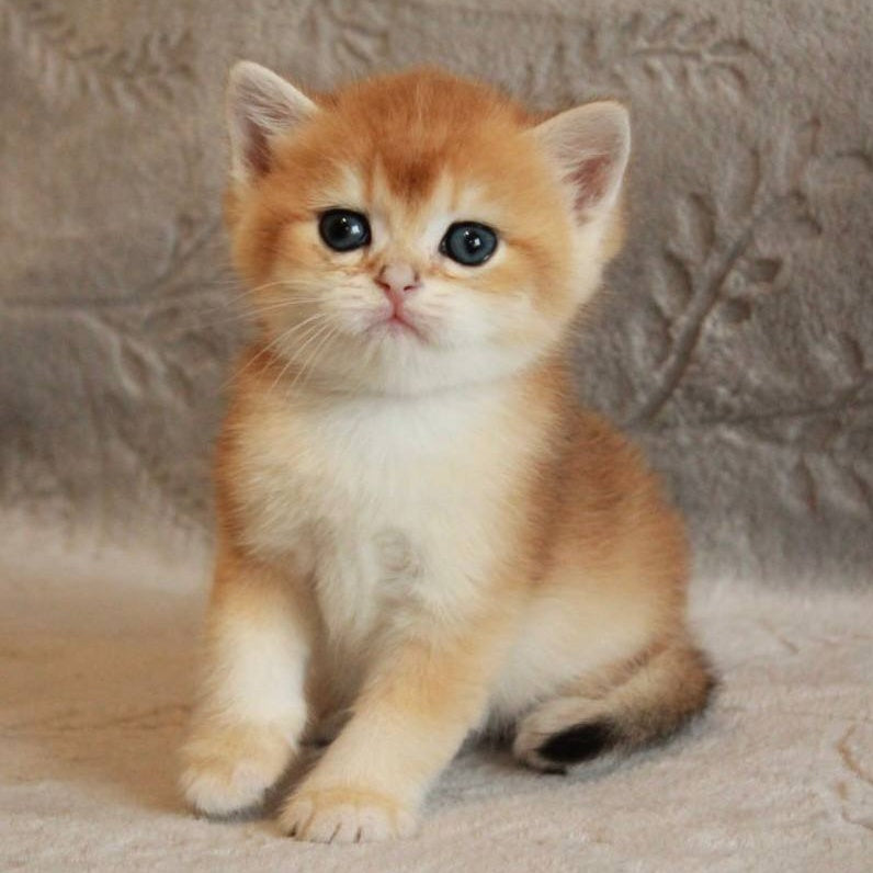 Morris British Shorthair male, black golden chinchilla
