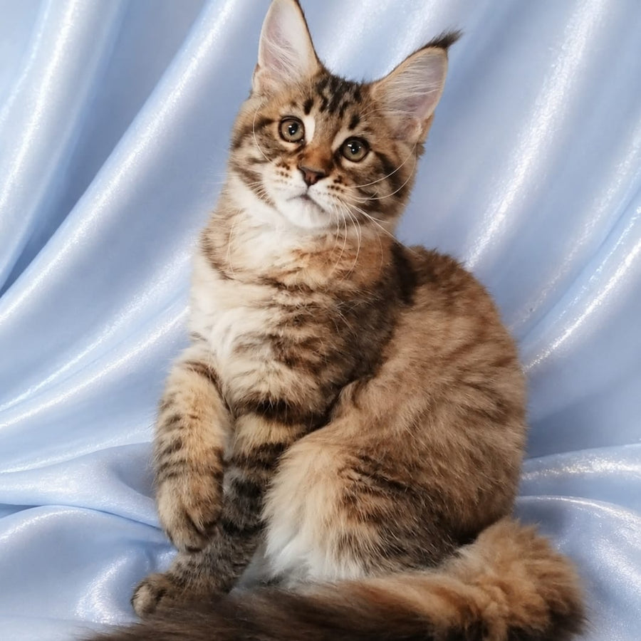 Verona Maine Coon female, black tortie tabby