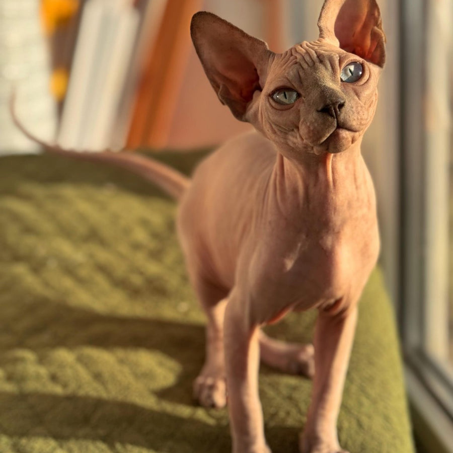 Fiona Canadian Sphynx female, blue pointed