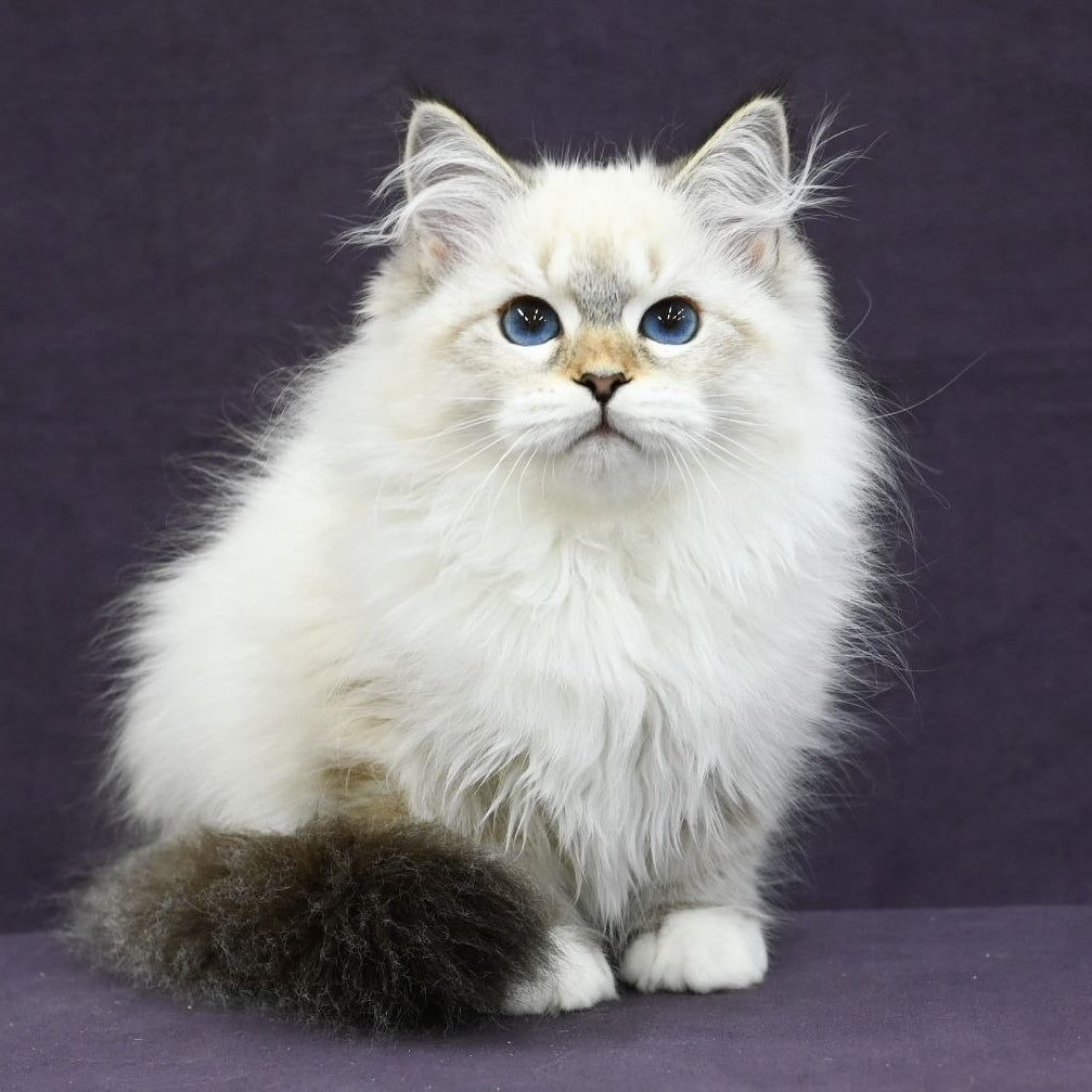 Lika Siberian female, black tabby pointed with white