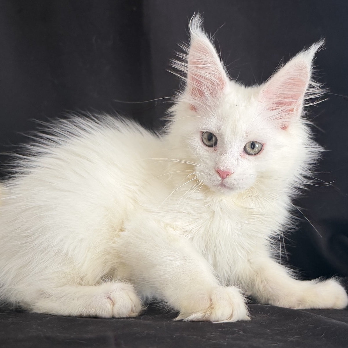 Baron Maine Coon male, white