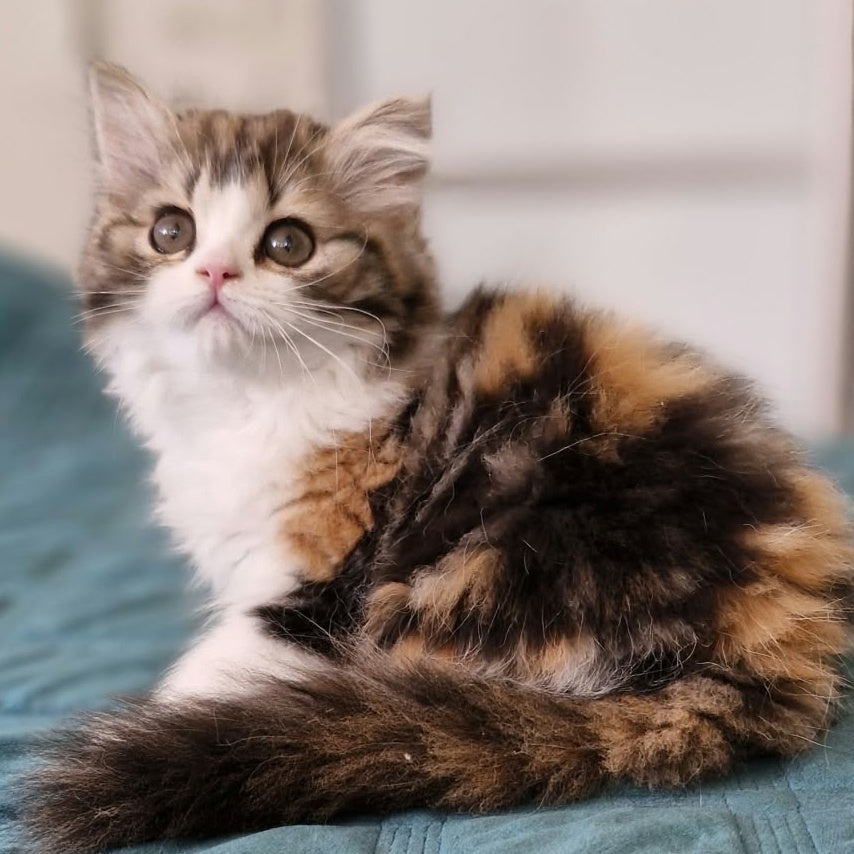 Оgirl Scottish Straight female, black tortie tabby bicolour