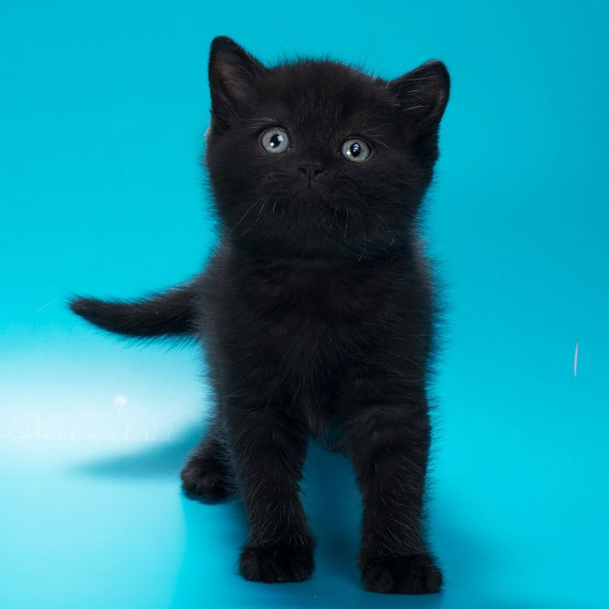 Quantum British Shorthair male, black