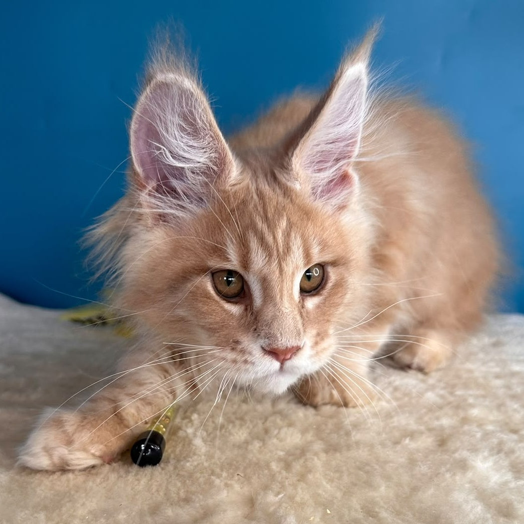Rafinad Maine Coon male, cream tabby