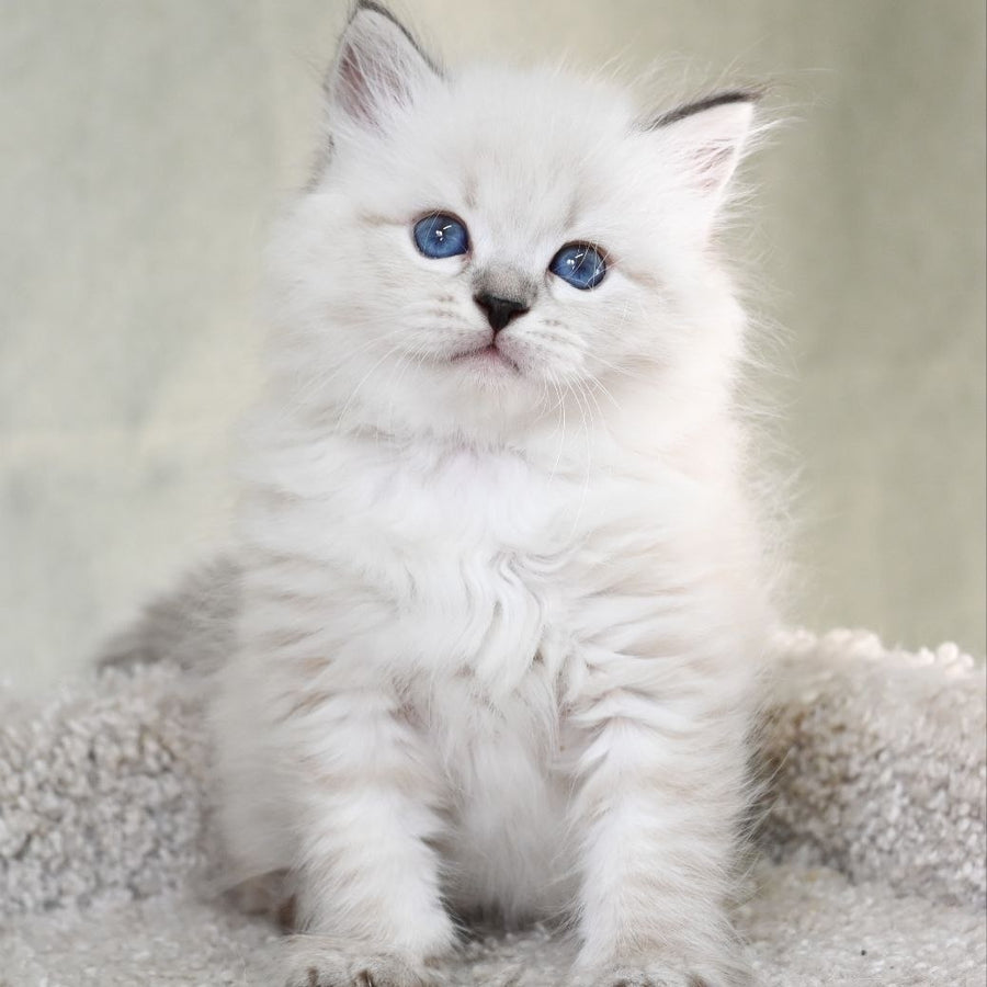 Kim Siberian male, black tabby pointed
